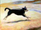 racing dog